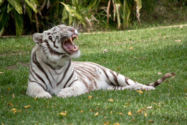 A white tiger yawns baring its teeth. The white tiger is a pigmentation variant of the Bengal tiger.
