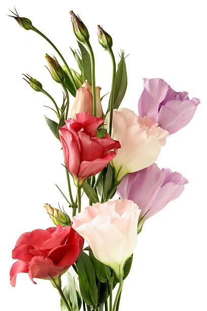 istock multicolor flowers of eustoma in posy 119442028