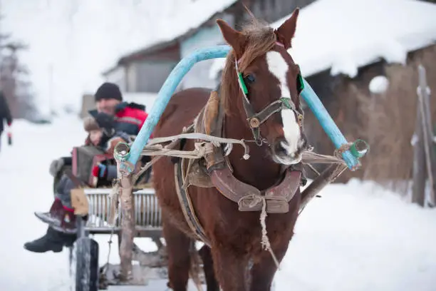 Russian horse in a cart carries village people