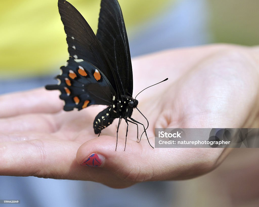Eastern Black Swallowtail in hand  Animal Stock Photo