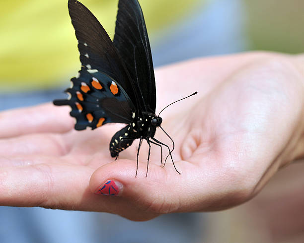 Eastern Black Swallowtail in hand stock photo