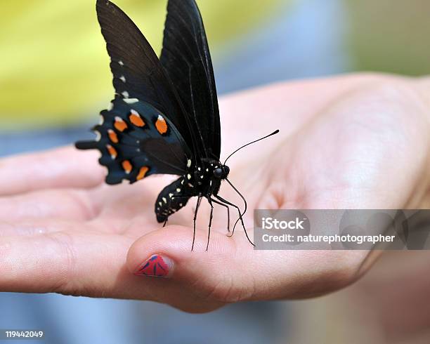 Eastern Black Swallowtail In Hand Stock Photo - Download Image Now - Animal, Animal Body Part, Animal Leg