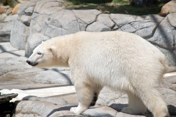 istock this is a side view of a polar bear 1194420688