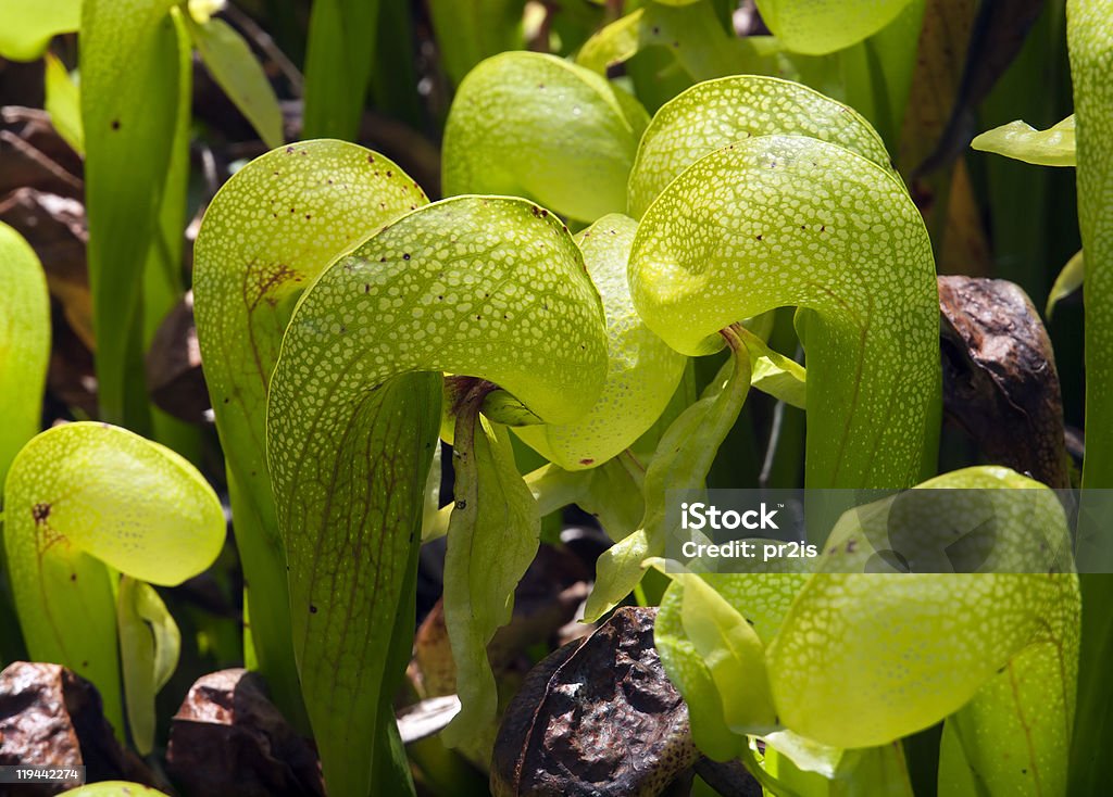 Cobra lily  Cobra Lily Stock Photo