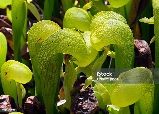 Cobra Lily Stock Photo - Download Image Now - Cobra Lily, Photography, Animals Hunting