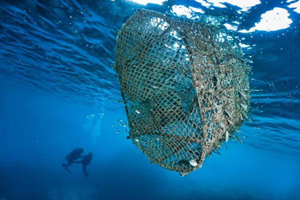 A discarded fishing creel or trap is polluting this otherwise clear ocean.  Trapped within are squid eggs and small creatures.  This represents the massive environmental disaster that is Global Ocean Pollution and ‘Ghost Nets’.  Ghost nets or Ghost Gear is one of the largest threats to our ocean ecosystems responsible for the deaths of huge amounts of Marine Life through entanglement and consumption.  Nearby two scuba divers are swimming beneath the water’s surface.  Location is Ko Haa, Andaman Sea, Krabi province, Thailand.
