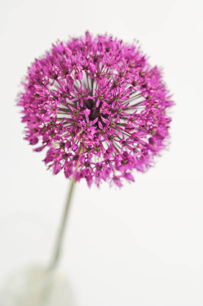 Allium Flower on white background - Studio shoot