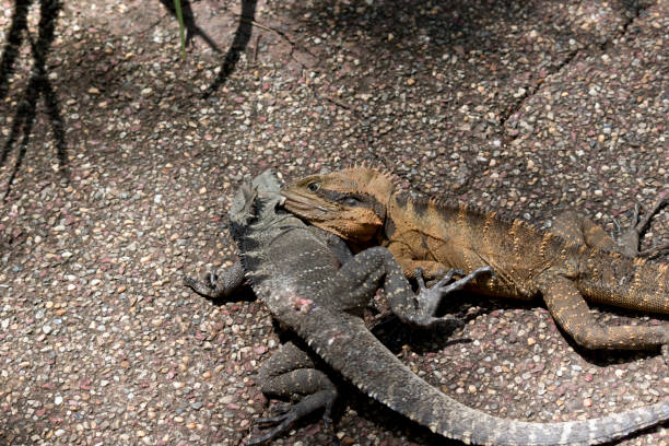 istock the two eastern water dragons are fighting 1194424393