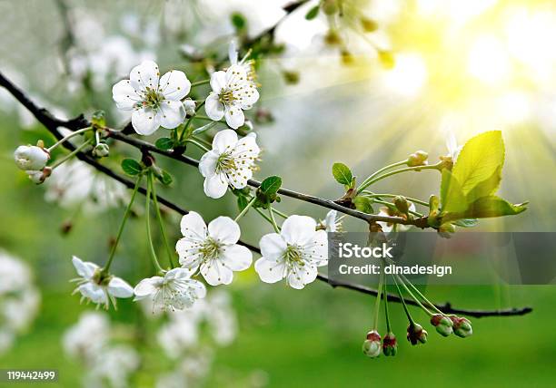 Branch Of A Blossoming Tree Stock Photo - Download Image Now - Blossom, Tree, Springtime