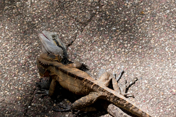istock the two eastern water dragons are fighting 1194425416