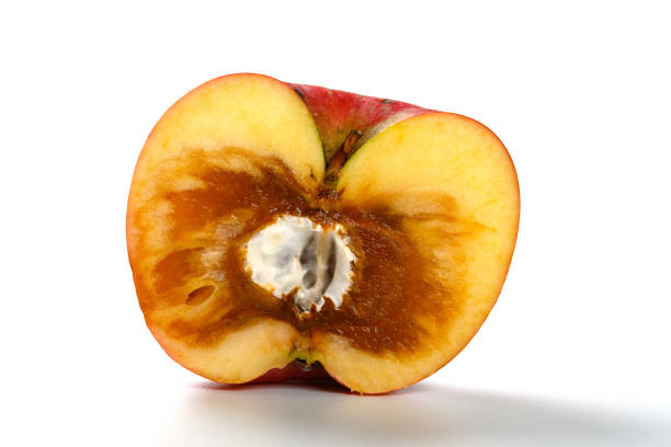 Close-up of rotten apple on branch during autumn