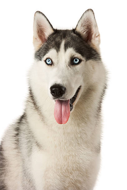 Siberian Husky dog stock photo