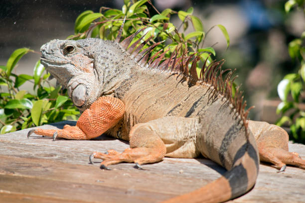 istock the green iguana is resting in the sun 1194425962