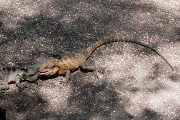 istock the two eastern water dragons are fighting 1194427943