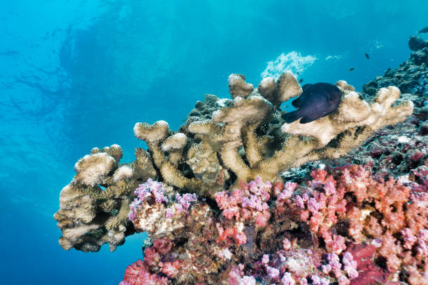 ワーティブッシュサンゴ(ポシロポラ・ベルコサ)とダマシブ(ダスケルス・トリマキュラトゥス)と水中カラフルなサンゴ礁 - sea life sea reef animal ストックフォトと画像
