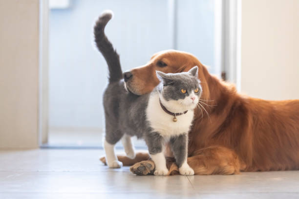 istock British shorthair and golden retriever friendly 1194428583