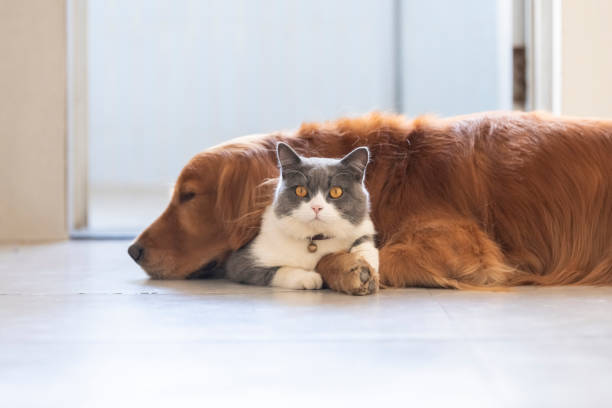 istock British shorthair and golden retriever friendly 1194428598