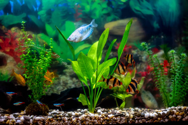 istock Blue gourami - known as anabantoids or labyrinth fish 1194428705