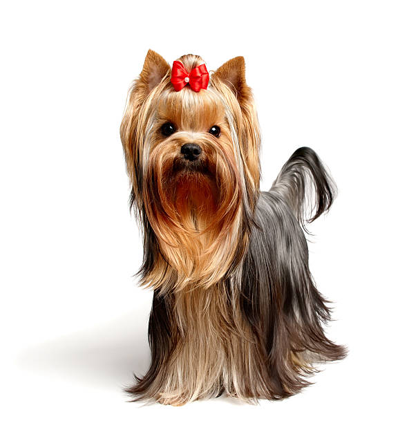 istock Portrait of a Yorkshire terrier dog 119442878