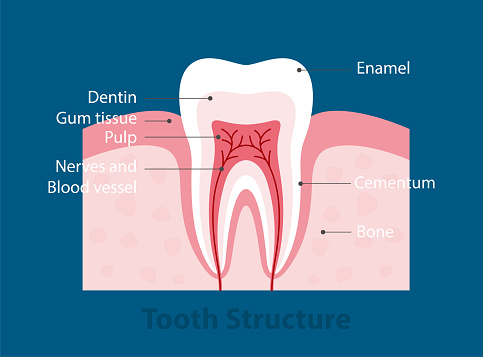 single tooth anatomy, diagram vector illustraion
