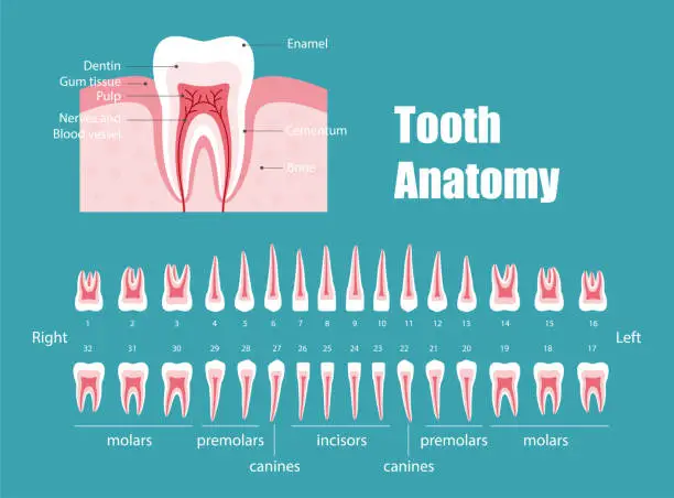 Vector illustration of teeth anatomy, vector illustraion