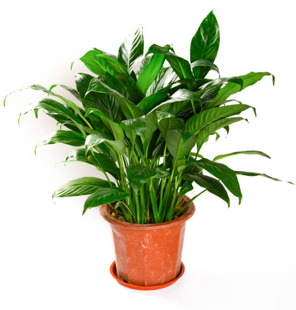 istock green pot plant on a white background 1194429876