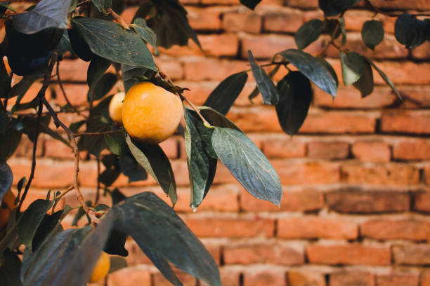 Ripe persimmon on the tree on brick wall background