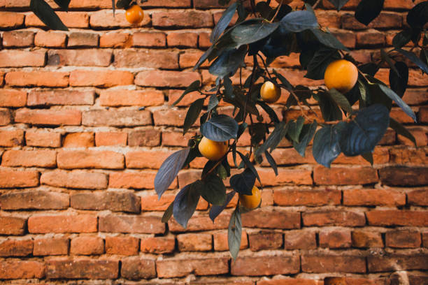 istock Ripe persimmon on the tree on brick wall background 1194429939