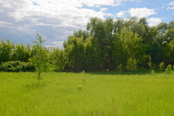 istock Bright summer landscape with a green meadow, forest and clouds 1194433705