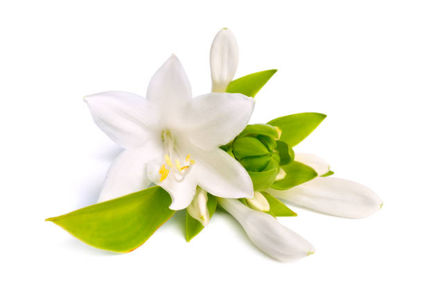 istock Flowers Hosta plantaginea isolated on white background 1194435265