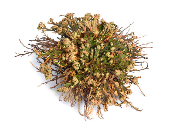 istock Selaginella lepidophylla or Lycopodium lepidophyllum dried, isolated. 1194435621
