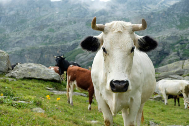 istock A white cow with horns 1194435633