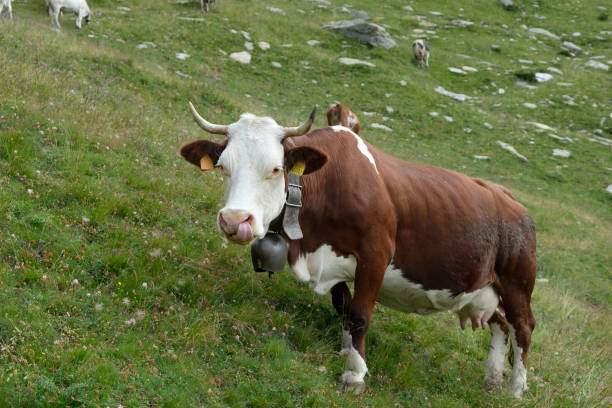 istock A brown and white cow licks her tongue 1194435695