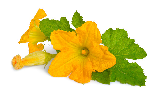 Zucchini or courgette flowers isolated on white background.