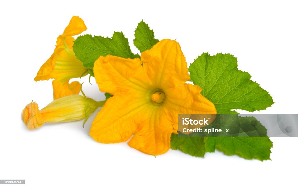 Zucchini or courgette flowers isolated on white background Zucchini or courgette flowers isolated on white background. Flower Stock Photo