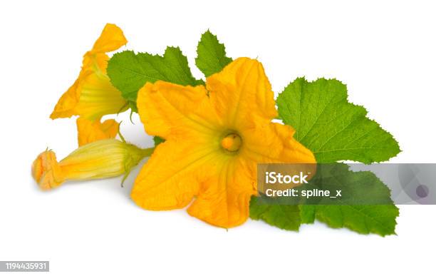 Zucchini Or Courgette Flowers Isolated On White Background Stock Photo - Download Image Now
