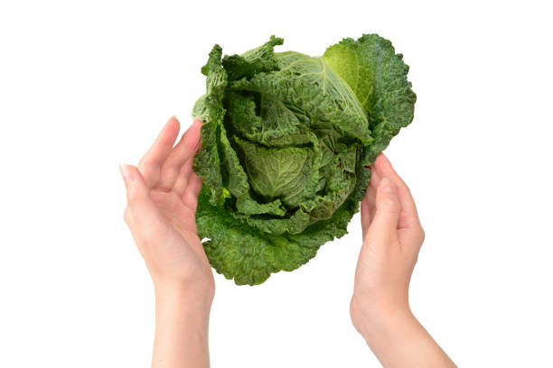 istock Green cabbage isolated on white background. In woman hands. 1194436823