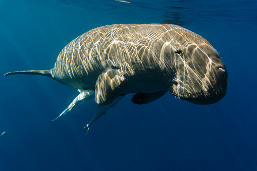 Sea cow or (Dugong) swiming in the sea.