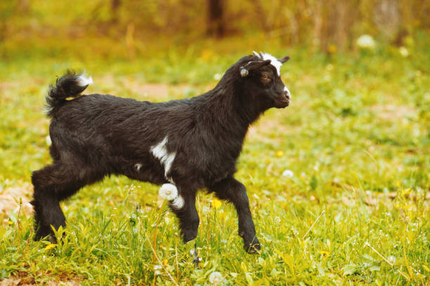 animais domésticos, foto de um miúdo preto da cabra em um campo - goat animal black domestic animals - fotografias e filmes do acervo