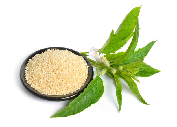 Sesame plant with flowers and seed isolated on white background.