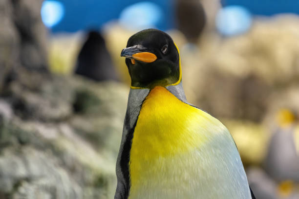 император пингвин смотрит прямо вперед - penguin emperor emperor penguin antarctica стоковые фото и изображения