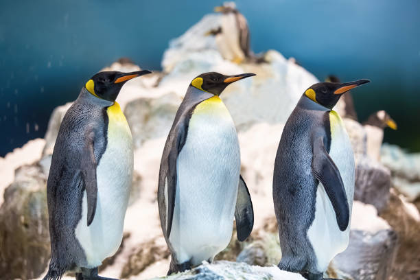 drei kaiserpinguine in der gleichen seitenlage. mit einem eisberg im hintergrund - antarctica penguin ice emperor stock-fotos und bilder