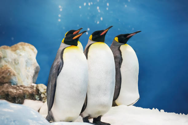 mehrere kaiserpinguine im eis - antarctica penguin ice emperor stock-fotos und bilder