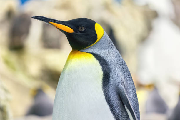 차가운 남극의 황제 펭귄이 측면으로 포즈를 취합니다. - penguin emperor emperor penguin antarctica 뉴스 사진 이미지