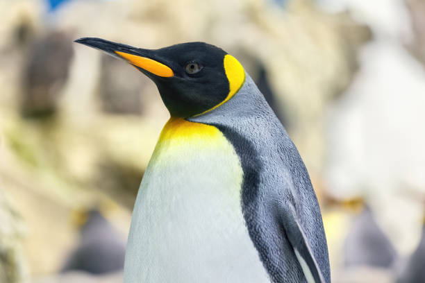 Emperor penguin the cold antarctic posing laterally Emperor penguin the cold antarctic posing laterally. It's an animal that belongs to the birds. penguin emperor emperor penguin antarctica stock pictures, royalty-free photos & images