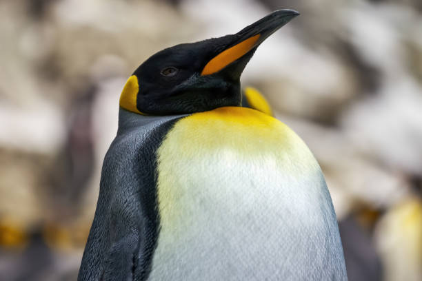 차가운 남극의 황제 펭귄의 초상화 - penguin emperor emperor penguin antarctica 뉴스 사진 이미지