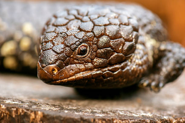 Shingleback or Tiliqua rugosa is a short-tailed, slow-moving species of blue-tongued skink found in Australia.