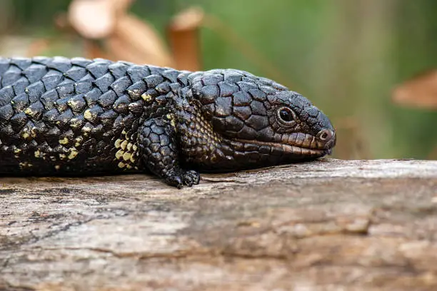 Shingleback or Tiliqua rugosa is a short-tailed, slow-moving species of blue-tongued skink found in Australia.