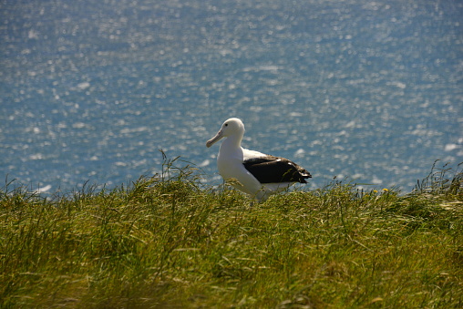 Seabird stands on the meadow near the sea Royal Albatross Centre