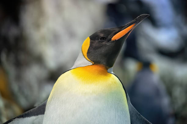 차가운 남극 얼음의 황제 펭귄 - penguin emperor emperor penguin antarctica 뉴스 사진 이미지